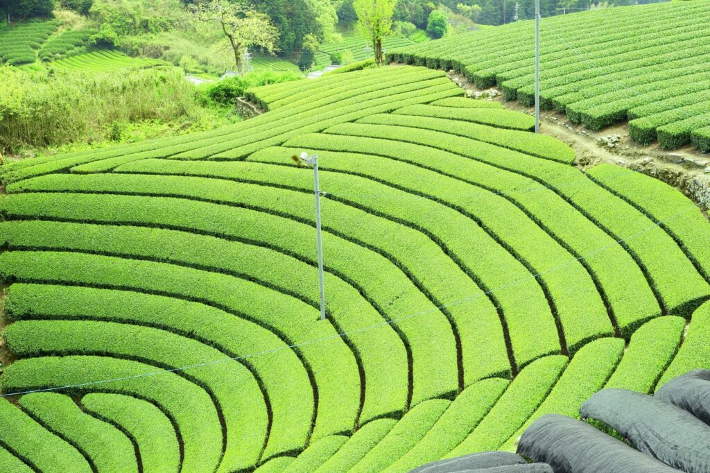 京都宇治の茶畑