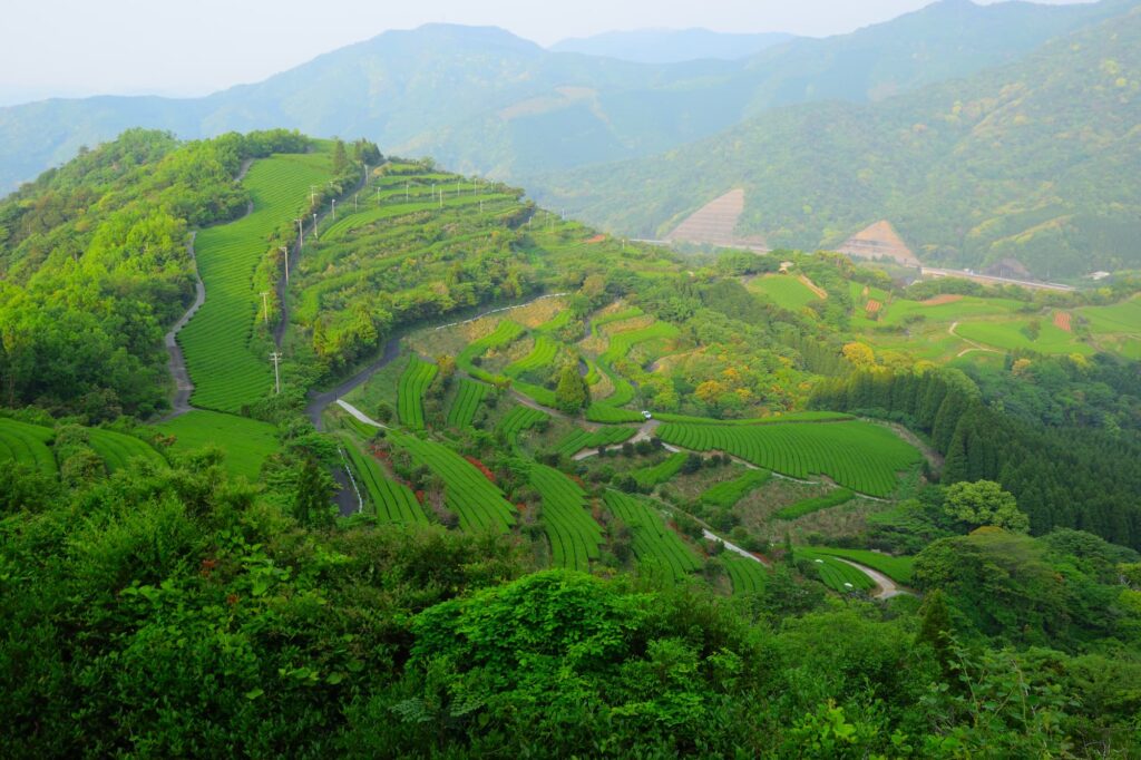 宮崎県の山間地にある茶畑