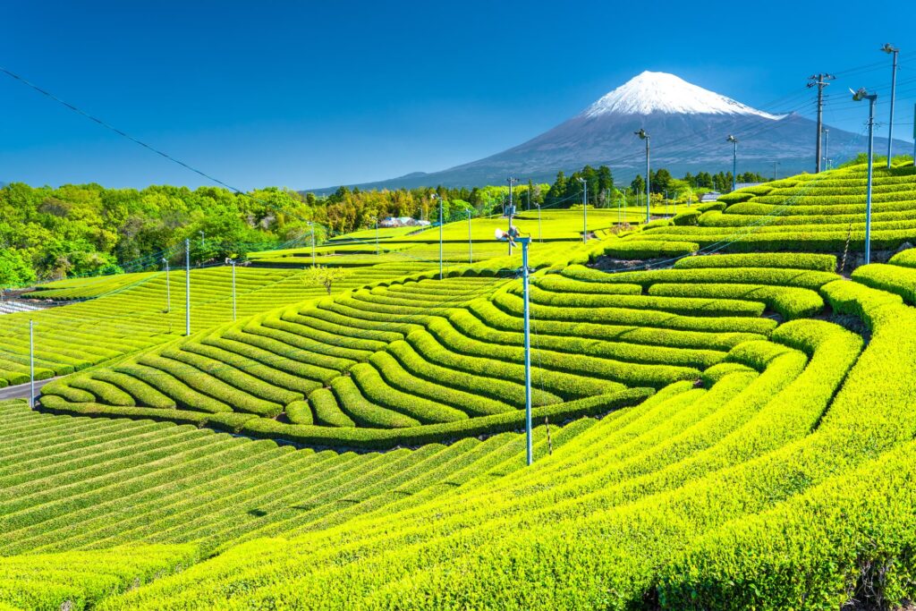 静岡県の茶畑から眺める富士山