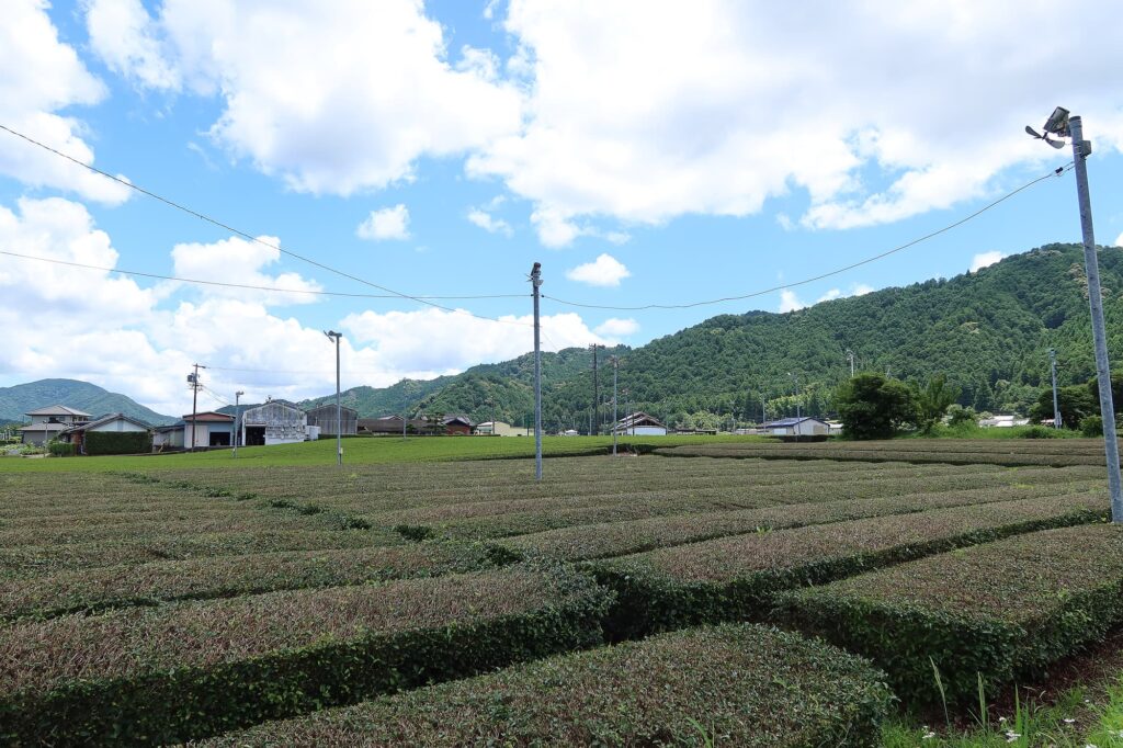 三重県度会の茶畑風景